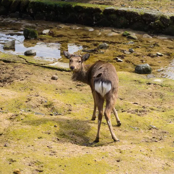 Deer (4)